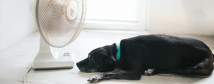 dog laying on the floor next to a box fan