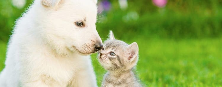 dog and kitten nose to nose