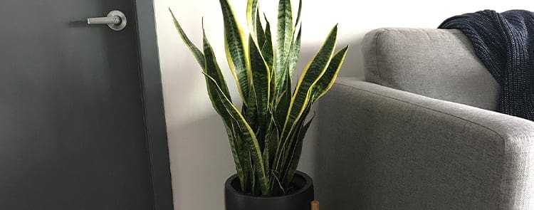 houseplant in living room